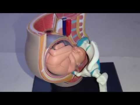 妊娠解剖モデル 立体パズル 4D VISION 人体解剖 No．06