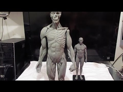 New 12 inch Reference figure from Anatomy Tools