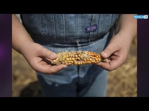 Field Of (Bad) Dreams: Increased Drought Takes Toll On Midwest Corn