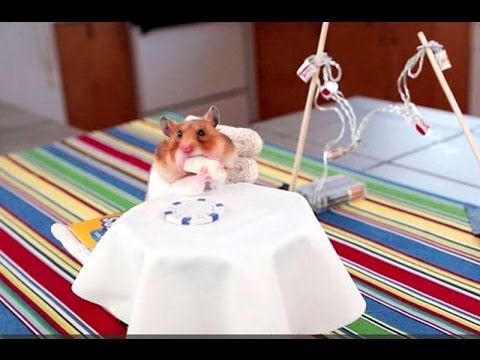 Un hamster comiendo burritos es el video sensación de Internet