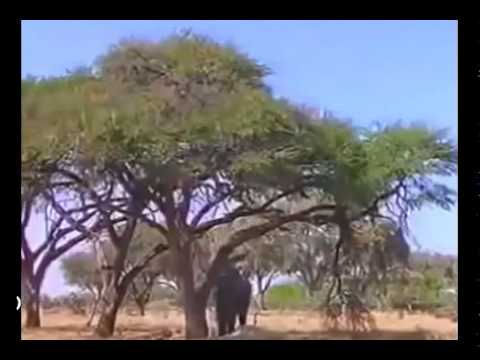 SAVAGE SEASON   African Wildlife 2014   Full Length Documentary [NEW Documentary 2014 HD]
