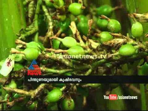 Cardamom farming in alappuzha