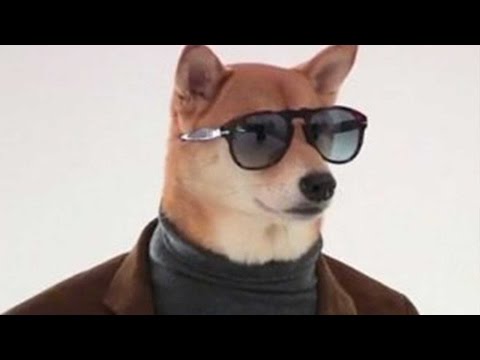Dog Gets Paid To Model Mens Clothing