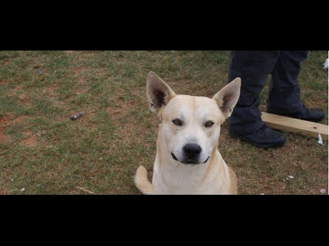 Dog Helps The Cops Arrest His Owner ft. David So & Gina Darling