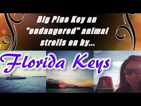 Cruising The Keys! We meet an Endangered Critter with Bianca Te Rito